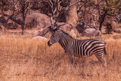 View of a zebra