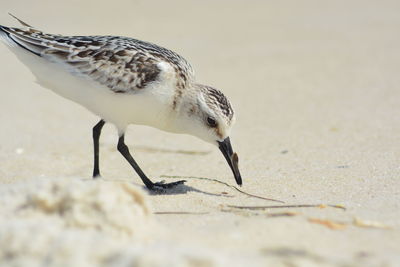 Close-up of bird perching on a land