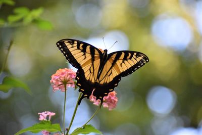 Close-up of butterfly pollinating on flower