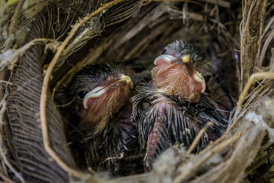 Close-up of birds in nest