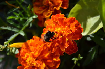 Close-up of bee on orange flower