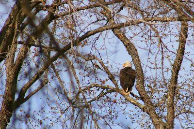 Low angle view of bird perching on tree against sky