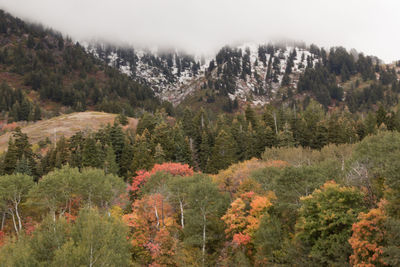 Pine trees in forest against sky