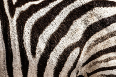 Full frame shot of zebra