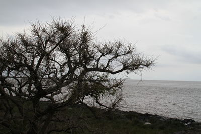 Tree by sea against sky