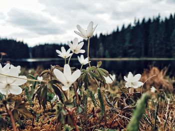 Close-up of fresh flowers blooming against sky