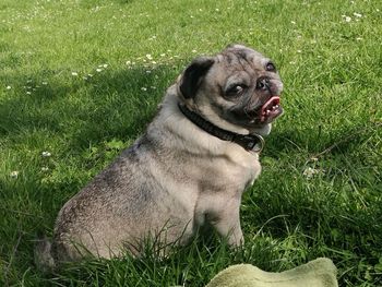 Dog sitting on grass