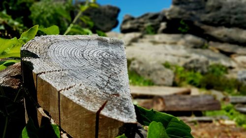 Close-up of log on tree trunk
