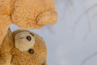 Teddy bear reflected in mirror.