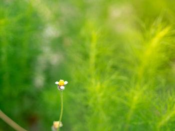 Close-up of flowering plant on field