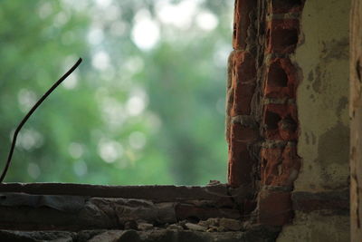 Close-up of tree trunk