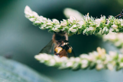 Close-up of bee pollinating on flower