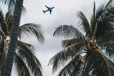 Low angle view of palm trees and airplane against sky