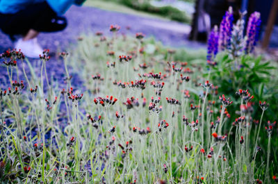 Close-up of flowering plants on field