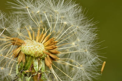 Close-up of dandelion on plant