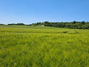 Scenic view of field against clear blue sky