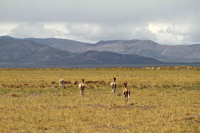 Horses on field against sky