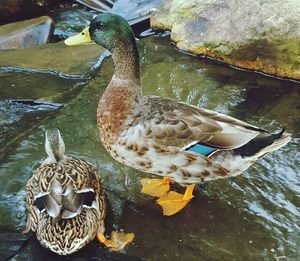 High angle view of ducks swimming in pond