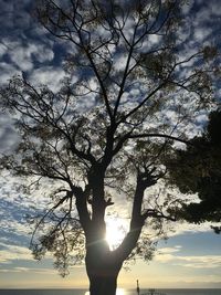 Low angle view of silhouette tree against sky