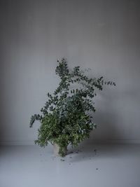 Close-up of tree plant against snow