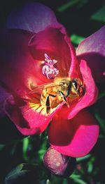 Close-up of insect on flower