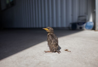 Close up of a bird