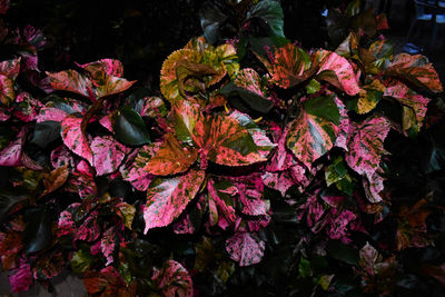 Close-up of red flowering plant