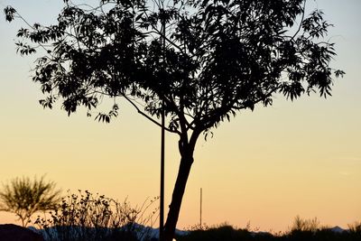 Silhouette tree against sky during sunset