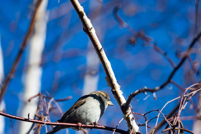 Low angle view of bird perching on tree