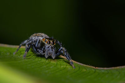 Close-up of spider