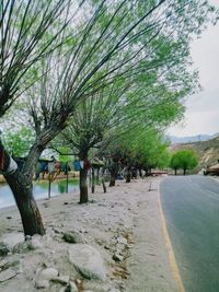 Trees by footpath in city against sky