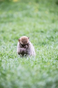 Monkey sitting on field