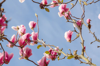 Low angle view of cherry blossoms against sky