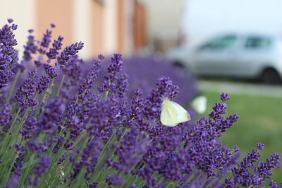 Close-up of purple flowering plants