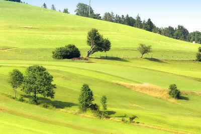 Trees growing on hill on sunny day