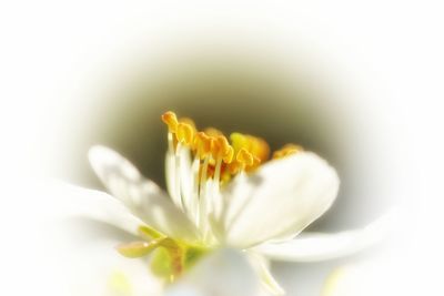 Close-up of flower against blurred background