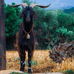 Portrait of horse standing on field