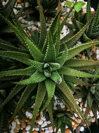 High angle view of wet plant