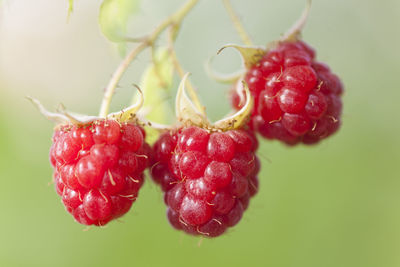 Close-up of strawberries