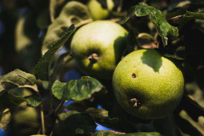 Close-up of apples on tree