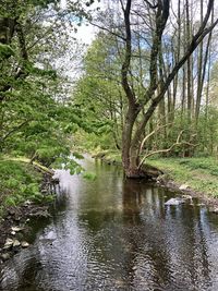 Scenic view of river stream amidst trees in forest