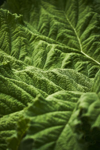 Full frame shot of fresh green leaves