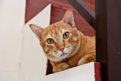 Close-up portrait of cat on steps