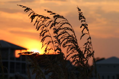 Close-up of silhouette plants against sunset sky