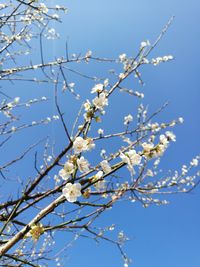 Low angle view of apple blossoms in spring