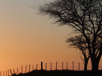 Trees against sky during sunset