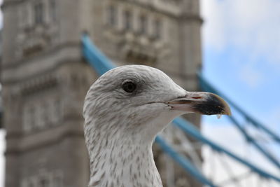 Close-up of bird