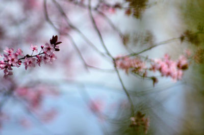 Close-up of pink cherry blossom tree