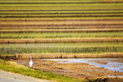 Bird perching on grass by water