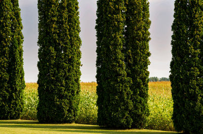 Trees growing in garden